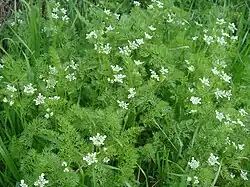 vue d'une plante aux petites fleurs blanches et feuilles finement découpées.