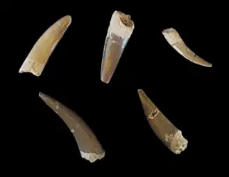 Divers fossiles de longues dents d'un reptile marin montrés sur fond noir.