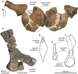Crocquis et photos d'os fossiles plaqués avec des trous
