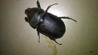 Profil dorsal d'un scarabée rhinocéros