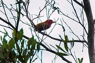 Description de l'image Scarlet-hooded Barbet - Manu NP 9370 (16221000918).jpg.