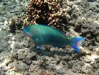 Un poisson-perroquet commun (Scarus psittacus) en phase finale (mâle)