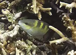 Un poisson-perroquet à cinq selles (Scarus scaber) en phase initiale