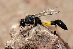 Sceliphron spirifex (Tanzanie).