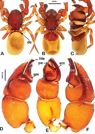 Description de l'image Sceliscelis marshi (10.3897-afrinvertebr.61.54004) Figure 1.jpg.