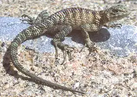 Description de l'image Sceloporus orcutti.jpg.