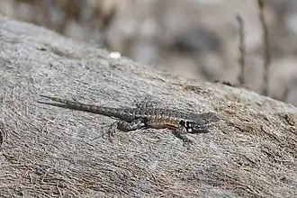 Description de l'image Sceloporus parvus.jpg.