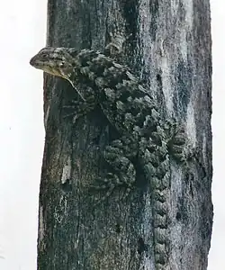 Description de l'image Sceloporus spinosus, Eastern spiny lizard, Tamaulipas.jpg.