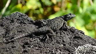 Description de l'image Sceloporus torquatus.jpg.