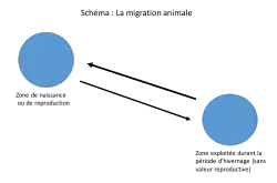 Schématisation simple des mouvements opérés lors de la migration entre les différentes zones d'habitats