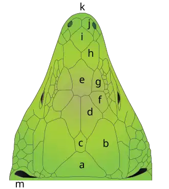 Schéma légendé de la tête d'un Lézard ocellé