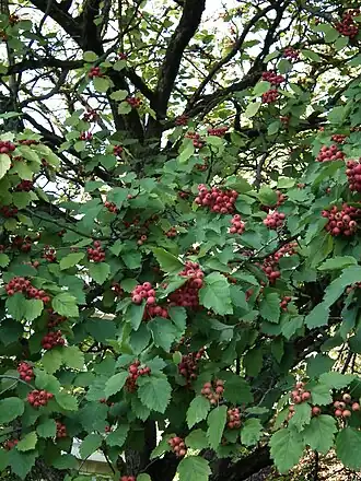 Description de l'image Scharlach-Weißdorn.JPG.