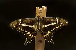 Imago femelle de P. a. ponceanus.