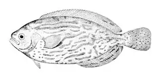 Description de l'image Schedophilus medusophagus.jpg.