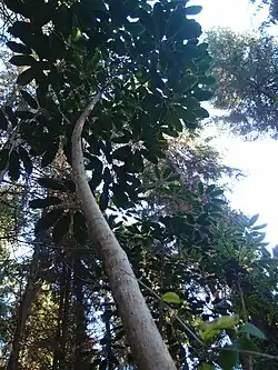 Heptapleurum alpinum CHB09.VI27 jardin jungle.