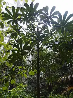 Heptapleurum glabrescens CHB14.CH97 jardin jungle.