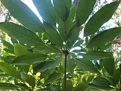 Heptapleurum fantsipanense CHB06.VI14, jardin jungle.