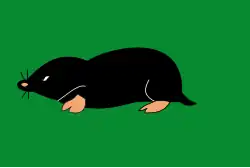 Drapeau de Schermerhorn