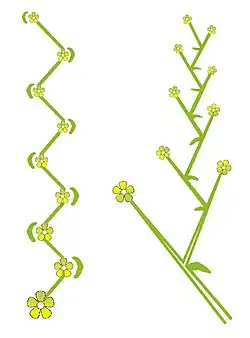 Cyme hélicoïde : inflorescence de type monochasium.