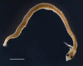 Description de l'image Schindleria macrodentata.png.