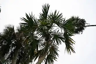 Description de l'image Schippia concolor 10zz.jpg.