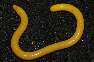 Description de l'image Schistometopum thomense 96192876.jpg.