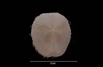 Schizocosmus abatoides, une des espèces placées sous « Paleopneustina incertae sedis A ».