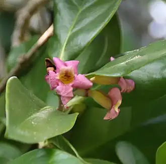 Description de l'image Schlegelia parasitica 0zz.jpg.