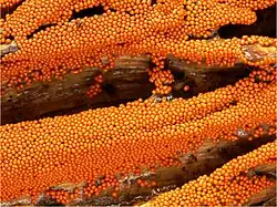 Trichia (sur du bois mort) ?