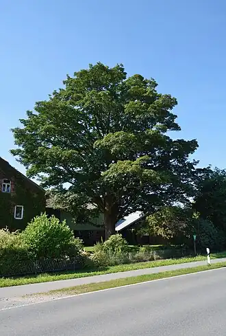 Kaisborstel