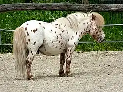 Poney tacheté
