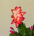 Fleur de Schlumbergera truncata.