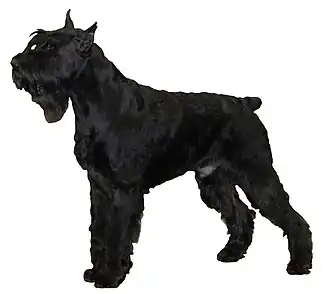 Schnauzer géant.