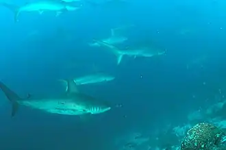 Requins-marteaux, île Wolf.