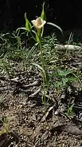 pied de Schultesia guianensis