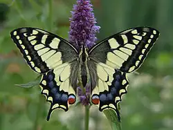 PapilionidaePapilio machaon