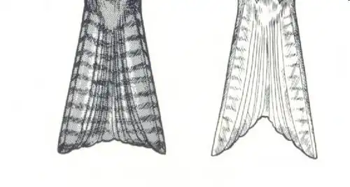Comparaison des queues du milan noir (à gauche) et du milan royal (à droite)