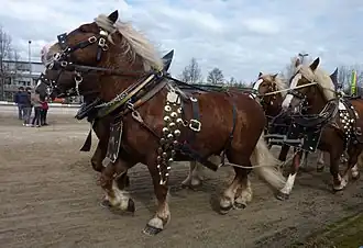 Photographie de quatre chevaux roux et blonds décorés de grelots et attelés.