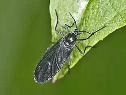 Sciara sp., vue dorsale.