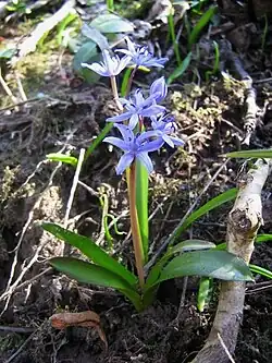 scille à deux feuilles(Scilla bifolia).