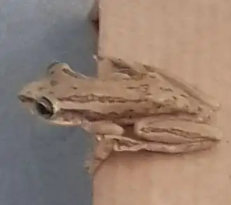 Description de l'image Scinax altae 170302233 (cropped).jpg.