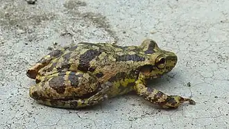 Description de l'image Scinax eurydice (Bokermann, 1968)10.jpg.