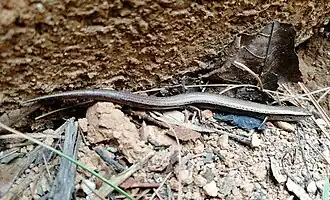 Description de l'image Scincella barbouri from Kunming 01.jpg.