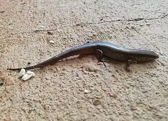 Description de l'image Scincella cherriei.jpg.