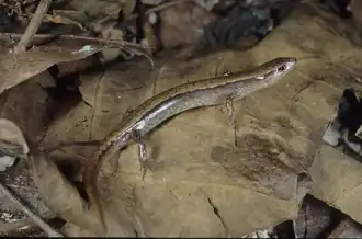 Description de l'image Scincella formosensis.png.