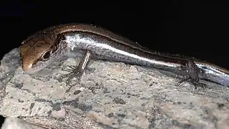 Description de l'image Scincella huanrenensis 2800143.jpg.