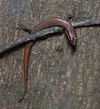 Description de l'image Scincella modesta 37362546.jpg.