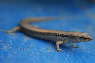 Description de l'image Scincella reevesii 2.jpg.