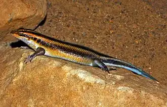 Description de l'image Scincidae - Trachylepis margaritifera-001.JPG.