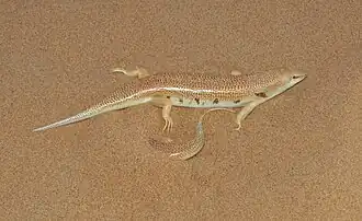 Description de l'image Scincus albifasciatus laterimaculatus.jpg.